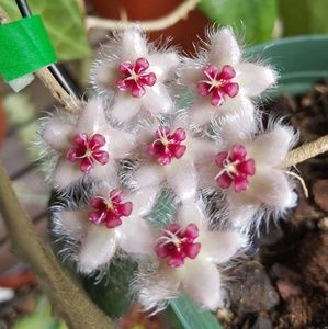 Meet your Posher, Melanie